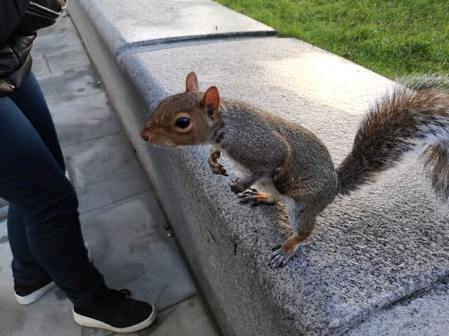 London Eichhörnchen
